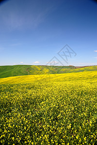 Val dOrcia土库曼斯坦风景油菜景观蓝色风光黄色地平线季节蓝天爬坡图片