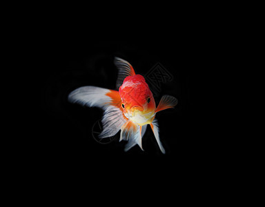 金金鱼鲤鱼水族馆热带鱼缸橙子海洋宠物金子金鱼图片