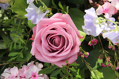 单粉色玫瑰花花店花瓣玫瑰绿色植物植物群纸牌花朵花束单人图片