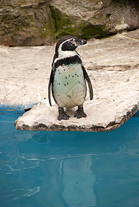 Humboldt 企鹅野生动物黑色荒野白色脊椎动物图片