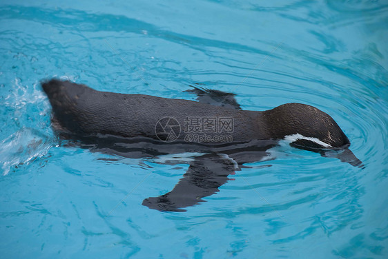 Humboldt 企鹅黑色白色野生动物脊椎动物荒野图片