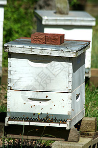 蜂窝蜜蜂建筑物昆虫殖民地蜂巢养蜂人图片