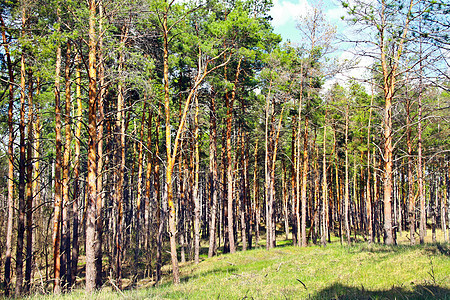 阳光明媚的葛莱德就在森林里天空针叶松树阴影绿色树木生态图片