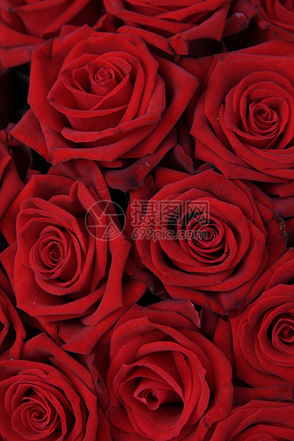 红玫瑰组绿色植物花瓣花店花朵植物群花束玫瑰图片