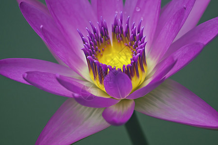 水百里紫色花朵水生植物花园池塘图片