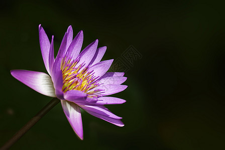 水百里花园紫色池塘花朵水生植物图片