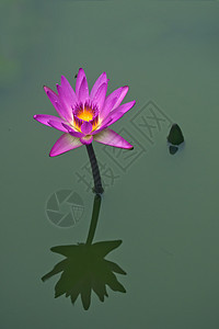 水百里紫色花园花朵水生植物池塘图片