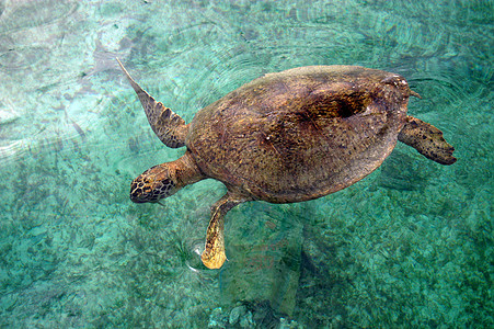 海龟荒野环境爬虫呼吸管游泳动物旅行蓝色热带生活图片
