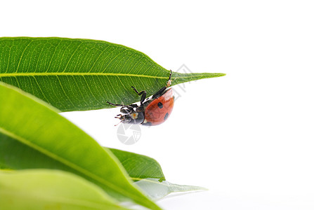 绿叶中的Ladybug红色昆虫橙子异色绿色宏观动物瓢虫颜色图片