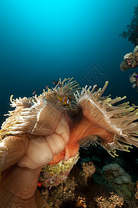 红海的巨型亚内蒙海洋海葵射线珊瑚场景太阳光热带太阳盐水生活图片