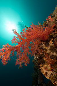 红海热带水下风景异国植物蓝色海景海洋阳光情调场景潜水盐水图片
