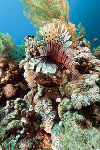 红海的狮子鱼和水下风景图片