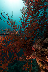 红海黑珊瑚的分支植物太阳情调热带盐水场景异国太阳光潜水蓝色图片