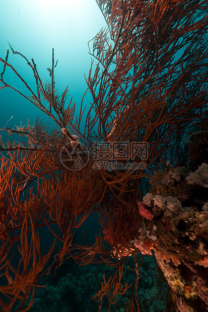 红海黑珊瑚的分支植物太阳情调热带盐水场景异国太阳光潜水蓝色图片