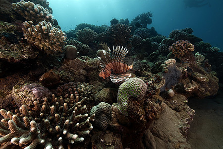狮子鱼和热带珊瑚礁图片