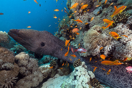 红海的巨型摩雷植物海洋射线潜水异国太阳光热带海鳗太阳珊瑚图片