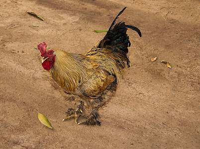 公鸡母鸡动物男性家禽红色农场眼睛乡村羽毛图片
