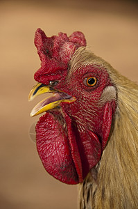 公鸡母鸡农场羽毛红色男性乡村眼睛家禽动物图片