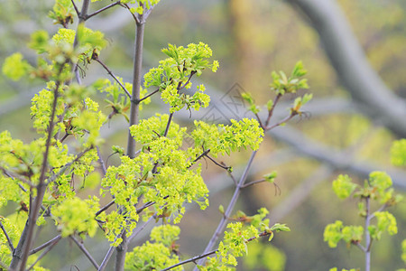 春叶树叶植物时间绿色季节图片