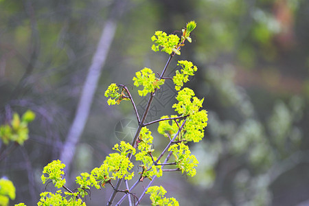 春叶植物绿色时间季节树叶图片