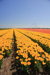 字段中的黄色郁金香蓝色生长灯泡花束场地宏观阳光植物群天空季节性图片