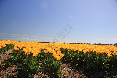 字段中的黄色郁金香天空场地阳光季节性蓝色绿色概念生长灯泡花束图片