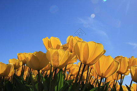 字段中的黄色郁金香生长天空花束场地阳光季节性绿色蓝色灯泡概念图片