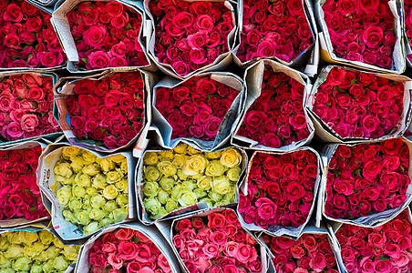 玫瑰墙黄色粉色礼物红色报纸植物图片