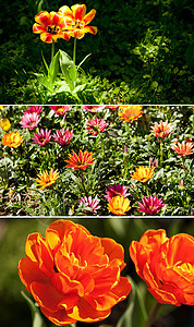 花园中的彩色郁金花公园拼贴画橙子植物季节性郁金香场地黄色灯泡绿色图片