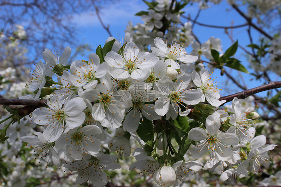 白樱花花天空宏观植物学阳光脆弱性摄影植物季节墙纸框架图片