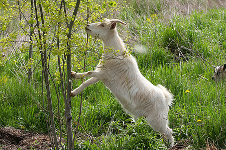 微型山羊哺乳动物白色家畜宠物野生动物历史性库存图片