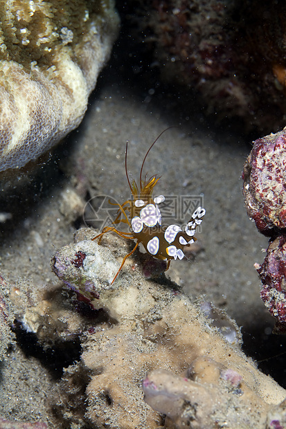 红海的虾海洋盐水热带异国生活蓝色潜水情调图片