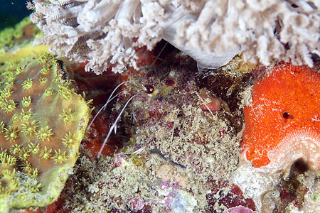 红海的拳击虾热带异国盐水拳击手情调蓝色海洋潜水生活图片