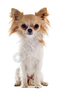 吉瓦华人白色伴侣犬类棕色动物工作室宠物图片