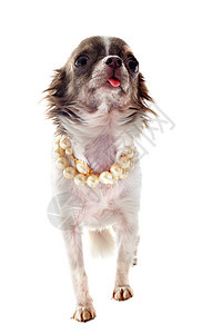 小狗吉娃娃动物衣领棕色舌头白色犬类工作室珍珠伴侣宠物图片
