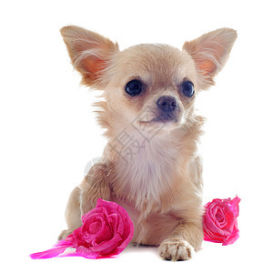 小小狗吉娃娃和花朵白色棕色伴侣犬类工作室动物宠物玫瑰图片