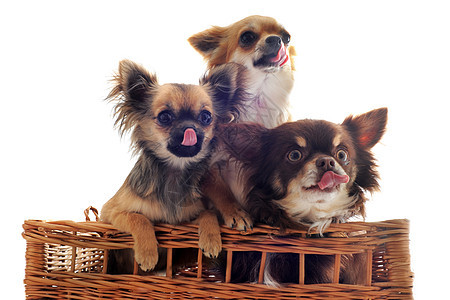 饥饿的吉娃娃棕色动物篮子白色舌头工作室团体犬类宠物伴侣图片