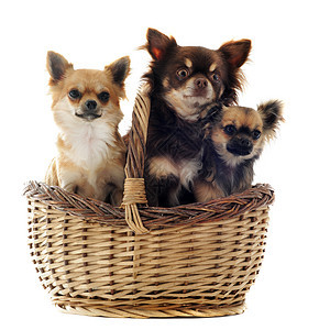 3个吉娃娃在篮子里动物白色犬类宠物伴侣工作室棕色图片