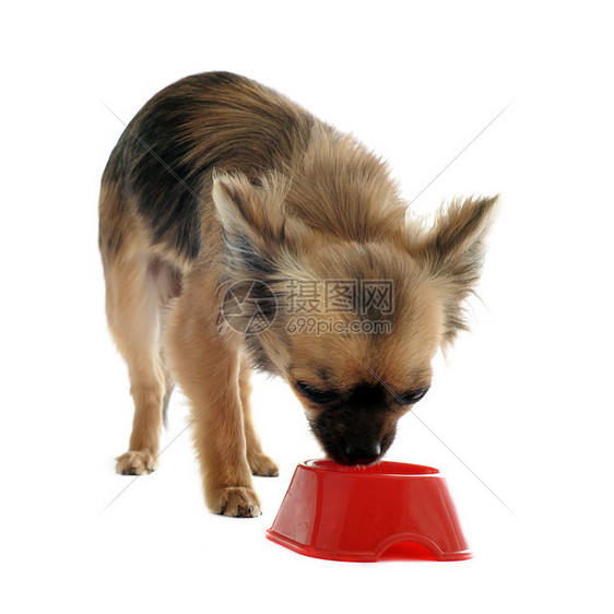小狗吉娃娃和食物碗伴侣宠物白色工作室犬类狗粮食品棕色动物图片