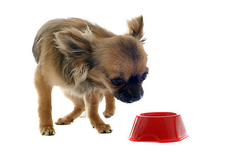 小狗吉娃娃和食物碗犬类工作室伴侣白色棕色动物狗粮宠物食品图片