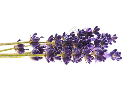 白色背景的紫色花朵芳香香水花园呵护薰衣草药品草本疗法气味季节图片