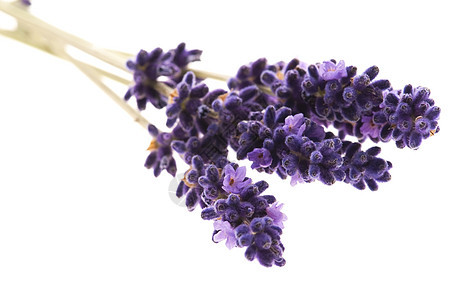 白色背景的紫色花朵呵护草本薰衣草植物药品香味花园疗法温泉草本植物图片