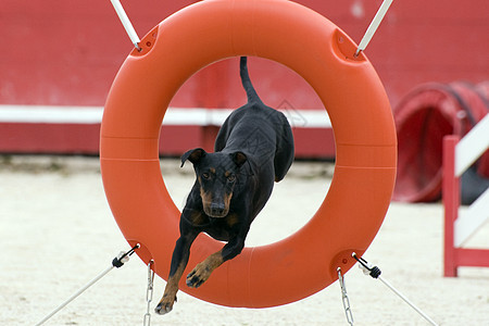 曼彻斯特泰瑞尔敏捷猎犬圆圈跳跃竞赛动物宠物运动短毛黑色犬类图片
