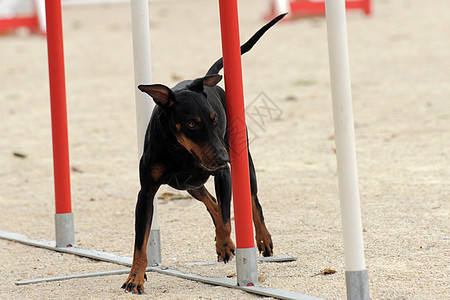曼彻斯特泰瑞尔敏捷黑色宠物动物犬类猎犬激流竞赛运动特梗训练图片