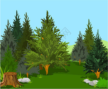 森林景观阴影木头植物天堂环境绿色叶子插图世界灌木图片