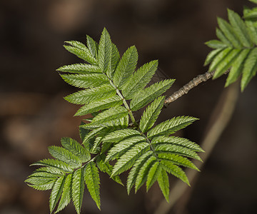 天然背景的Rowan分支生活生长晴天环境植物群叶子生态森林荒野植被图片