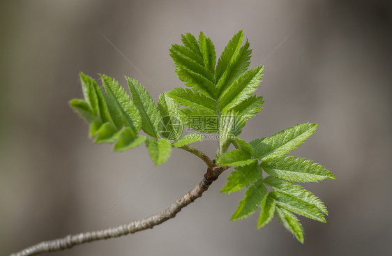 天然背景的Rowan分支植被环境植物植物学公园枝条森林叶子生态生活图片