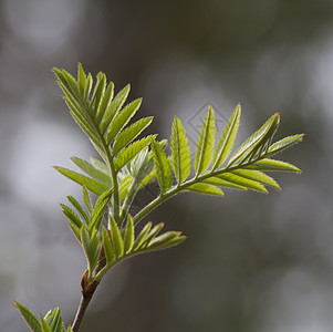 天然背景的Rowan分支花楸树植物群生长枝条森林生态环境叶子生活植物学图片