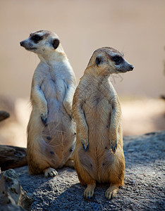 两只米尔卡男性动物园毛皮警卫鼻子荒野母亲眼睛猫鼬动物群图片