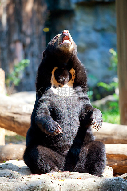 黑熊动物森林岩石力量鼻子食肉荒野捕食者动物园毛皮图片